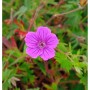 Nahaufnahme einer einzelnen, pinkfarbenen Blüte des Storchenschnabel Tiny Monster (Geranium sanguineum).