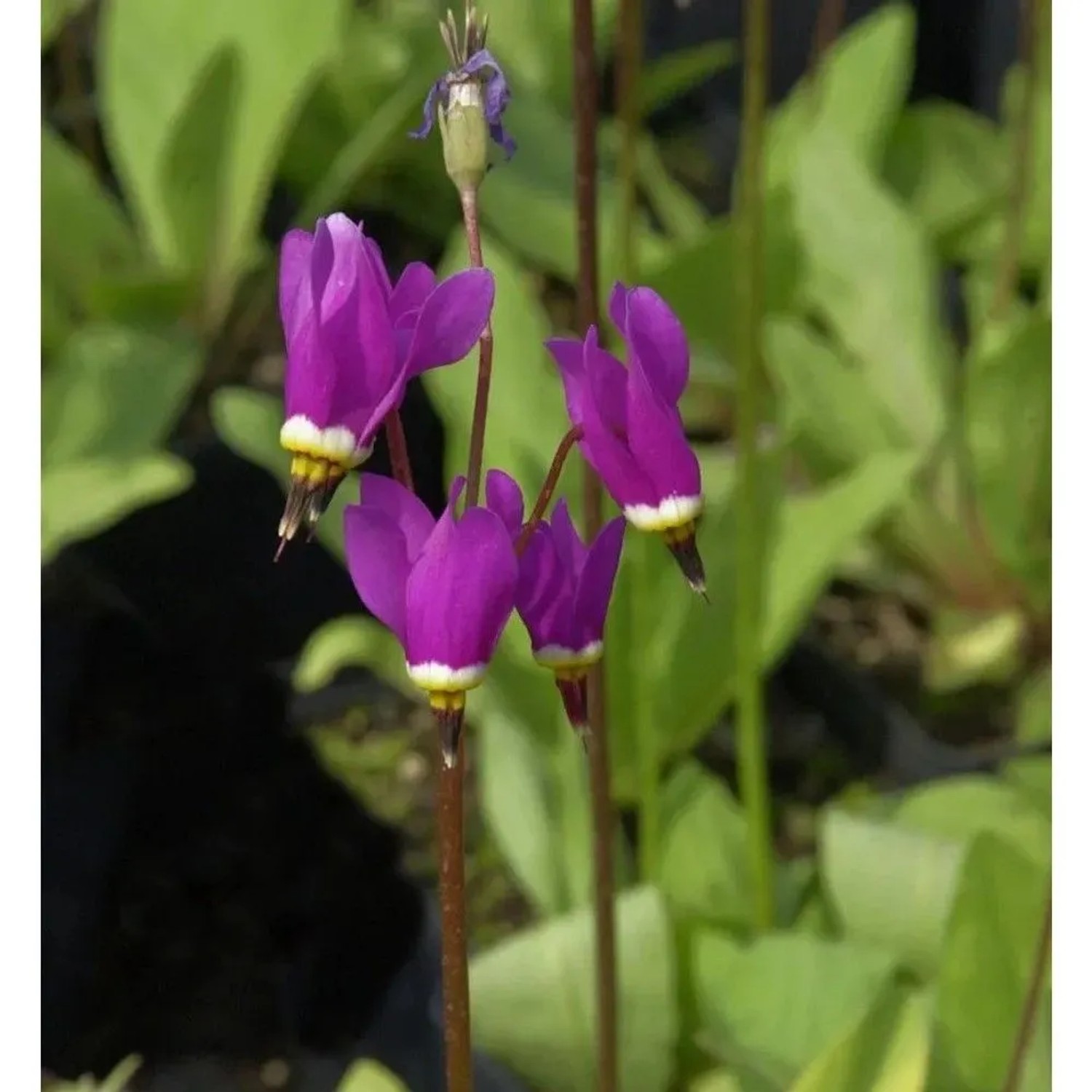 Götterblume Red Wings - Dodecatheon pulchellum