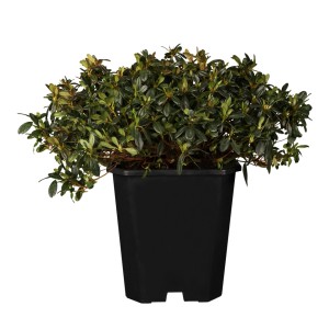 Japanische Azalee 'Anouk Rosa' im 3 l Topf, ca. 10-20 cm hoch.