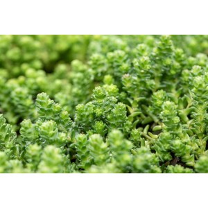 Nahaufnahme von Sedum Acre Mauerpfeffer, einer grünen, dichten Bodendecker-Pflanze im 9x9 cm Topf.