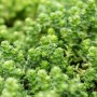 Nahaufnahme von Sedum Acre Mauerpfeffer, einer grünen, dichten Bodendecker-Pflanze im 9x9 cm Topf.