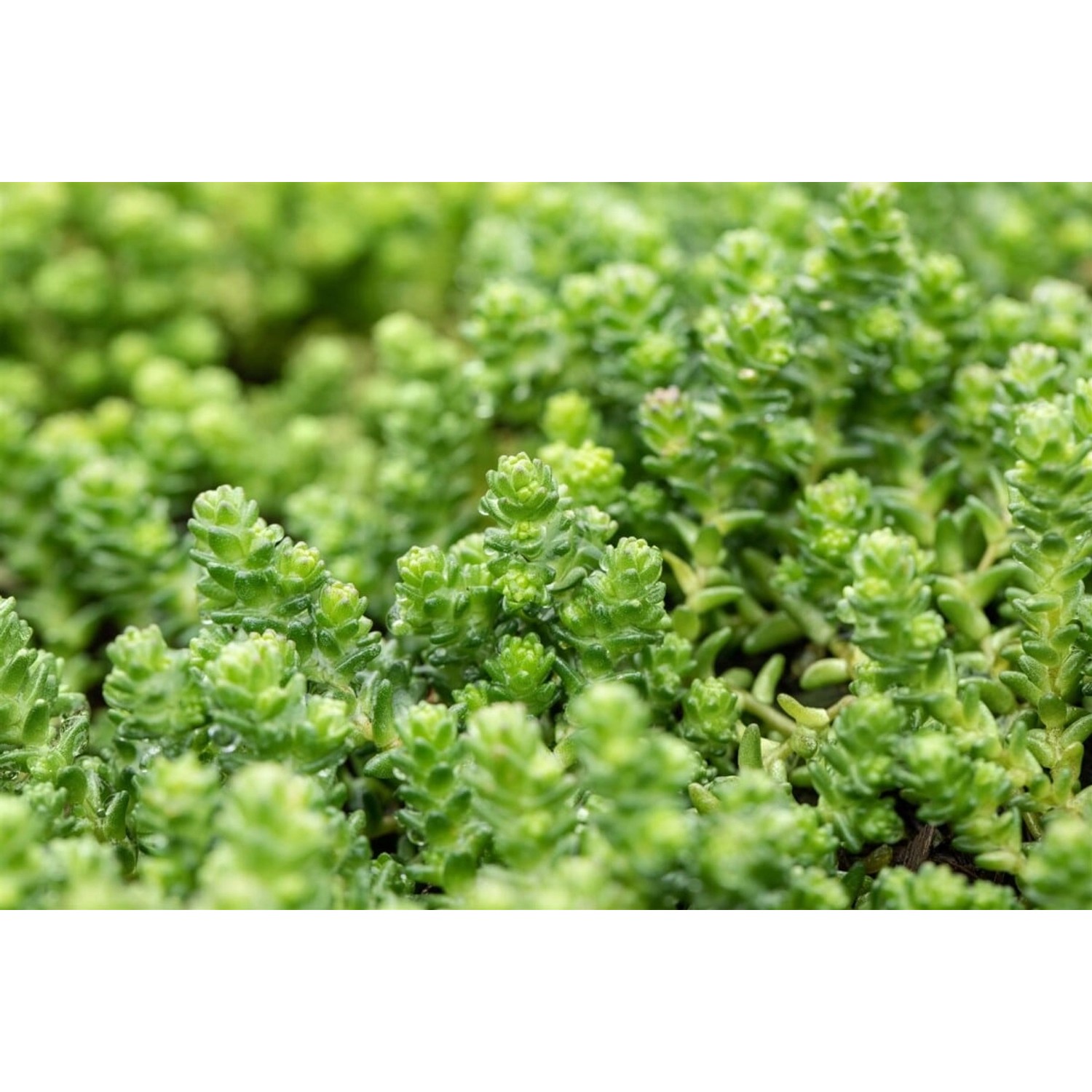 Sedum Acre Mauerpfeffer Gelb Ca. 9x9 cm Topf günstig online kaufen
