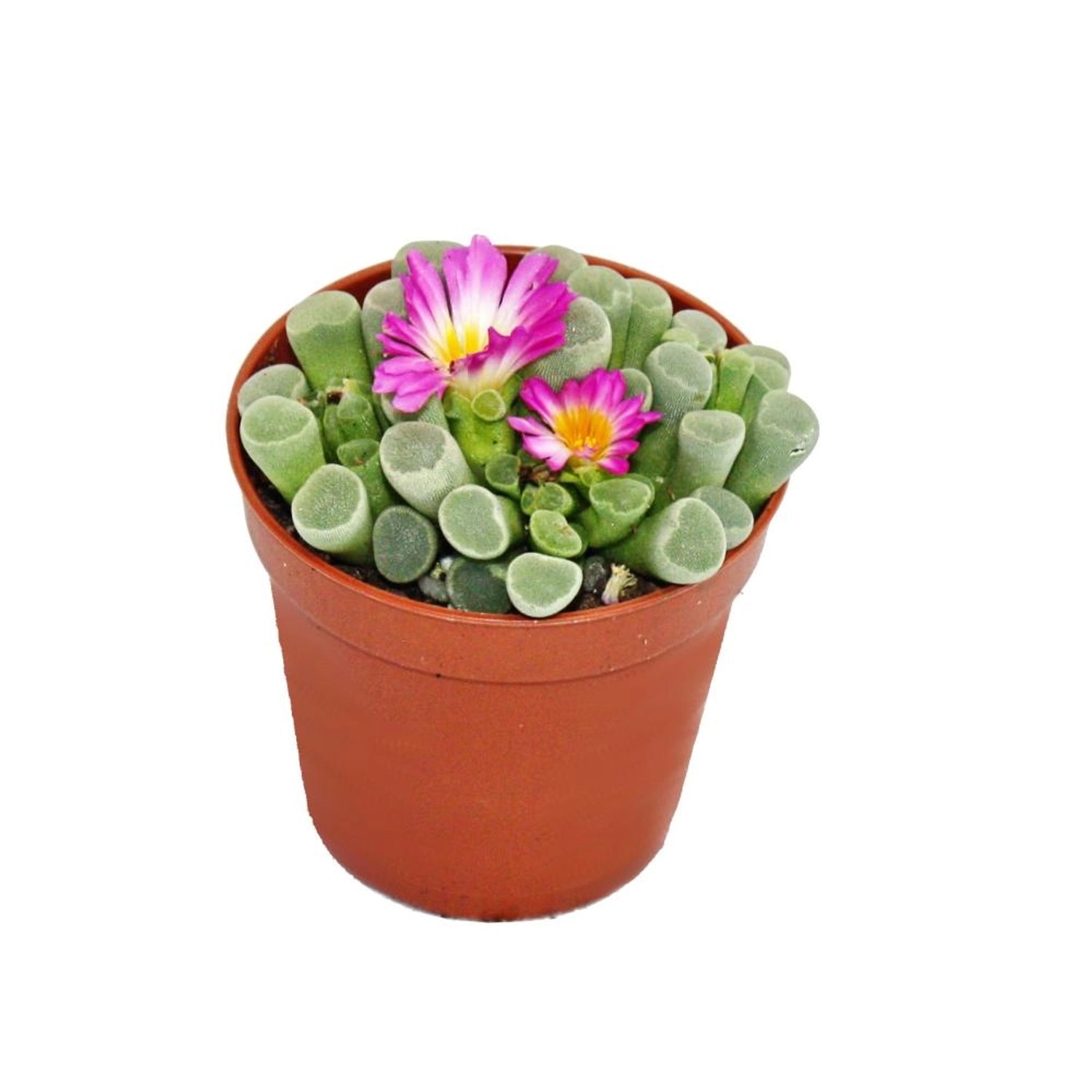 Exotenherz Frithia Pulchra Fensterblatt Kleine Pflanze im 5,5cm Topf