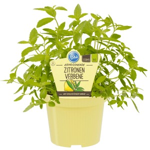 Blu Bio-Zitronenverbene im Topf, eine aromatische Küchenkräuter-Pflanze.