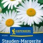 Kiepenkerl Stauden-Margerite Alaska: Weiße Margeritenblüten mit gelber Mitte im Detail.
