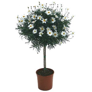 Strauchmargerite als Stamm, weiße Blüten im Topf. Blühende Kübelpflanze für Balkon und Terrasse.