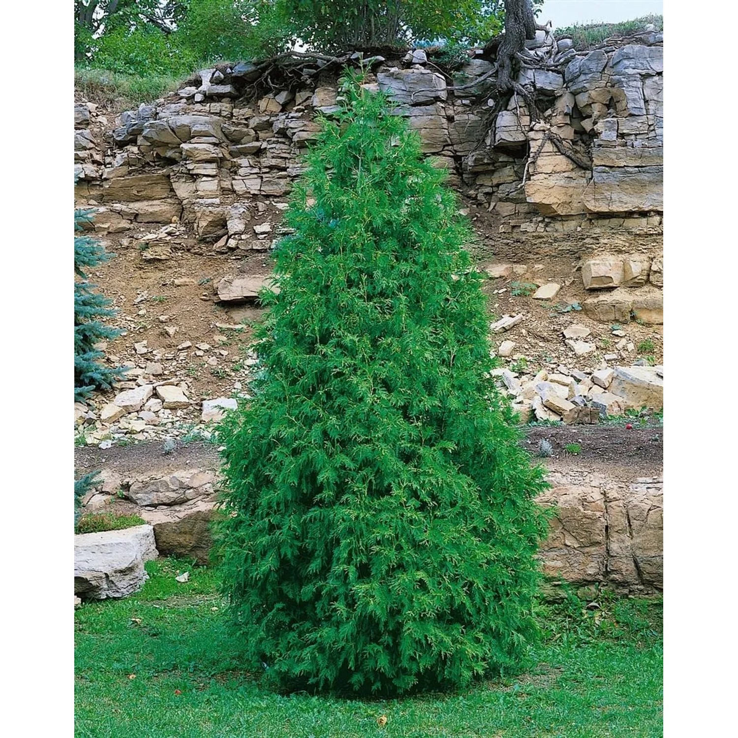 Immergrüne Thuja 'Columna' (40-60 cm) als Heckenpflanze im Garten.
