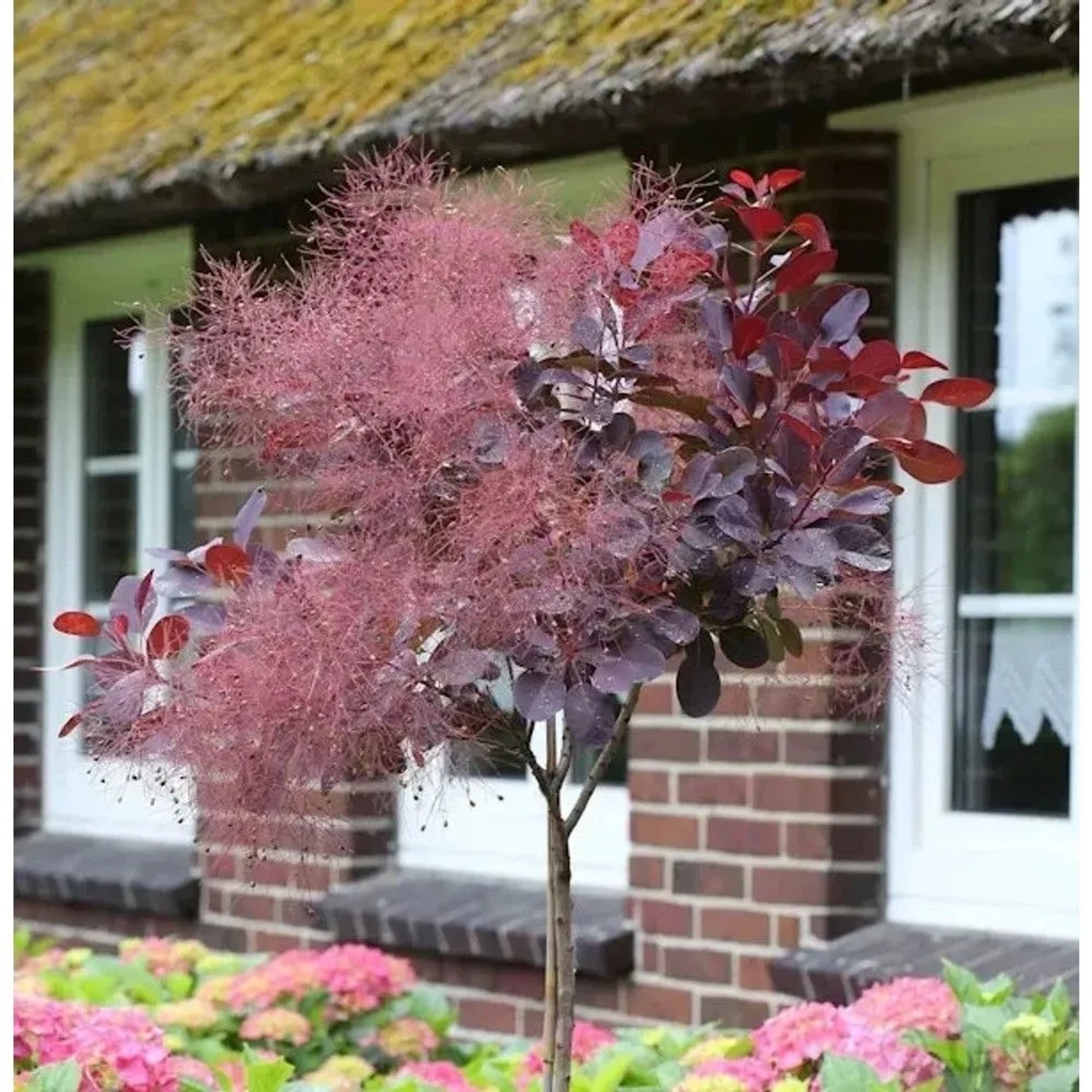 Hochstamm Perückenstrauch Royal Purple 100-125cm - Cotinus coggygria
