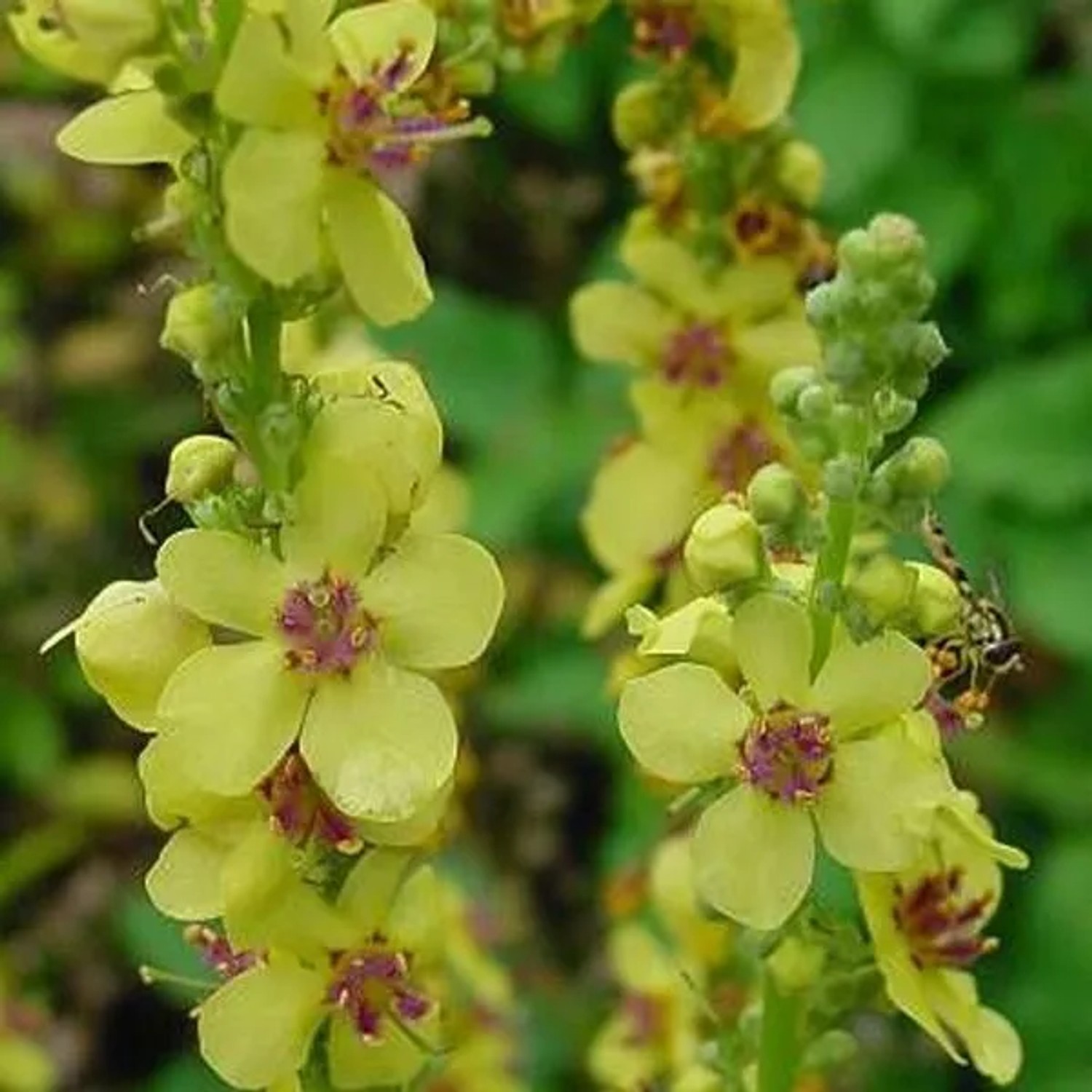 6 x Königskerze 'Album' Verbascum nigrum Topf 9cm Weiße Blüten