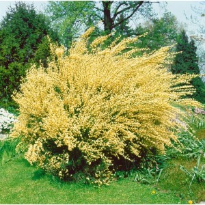 Buschiger, gelb blühender Besenginster Cytisus Praecox im Garten, 30–40 cm hoch.