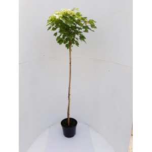 Kugelahorn auf Stamm, ca. 180-190cm hoch, im Topf. Hausbaum mit runder Krone und grünen Blättern.