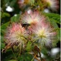 Nahaufnahme der rosa-weißen Blüten der Seidenakazie (Albizia julibrissin) im Detail.