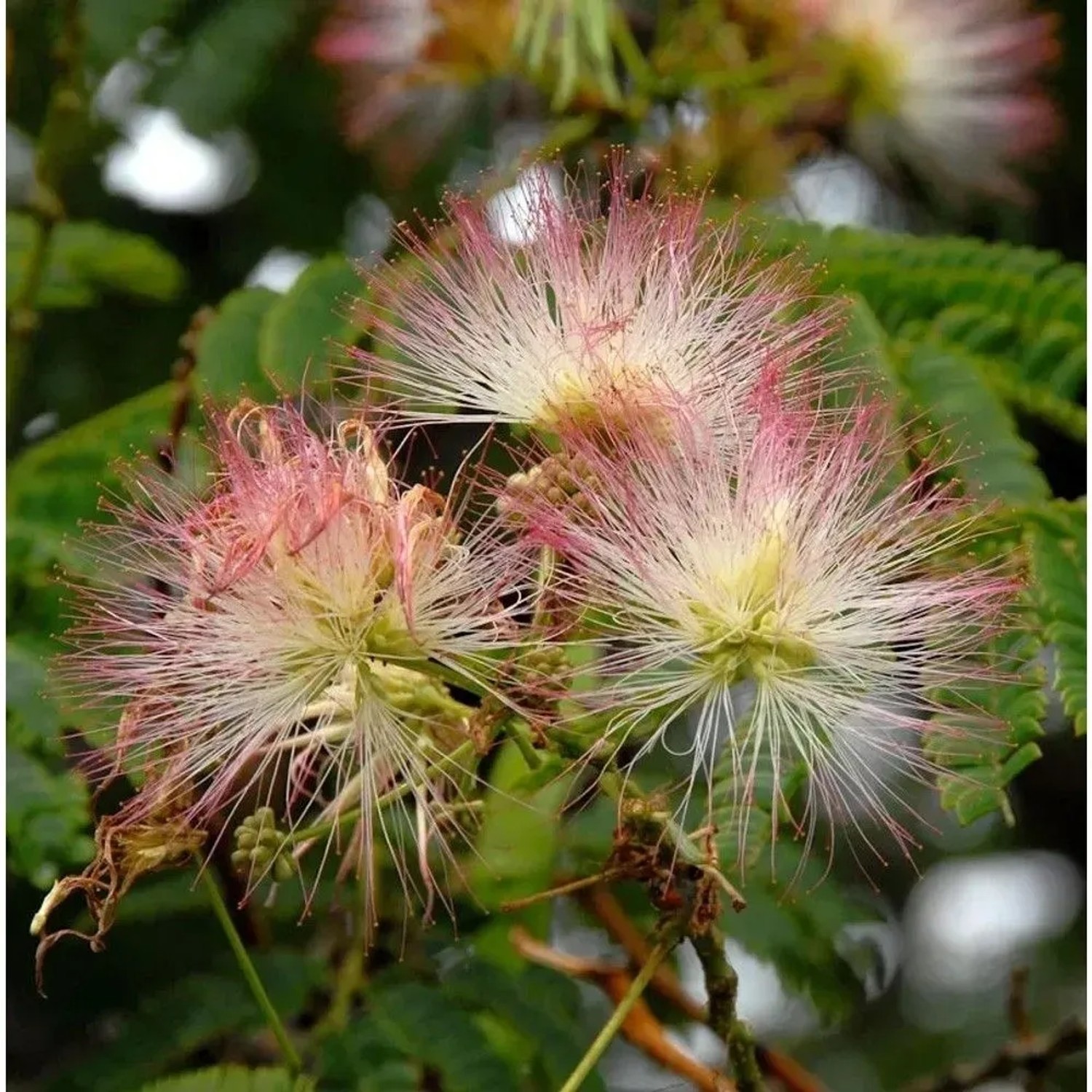Hochstamm Seidenakazie Ombrella - Schlafbaum 80-100cm - Albizia julibrissin