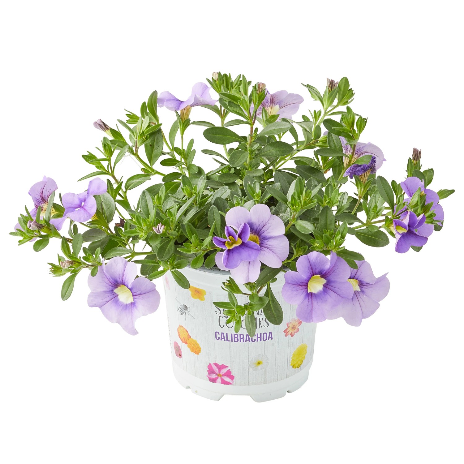 Zauberglöckchen Farbmix im Topf, lila Blüten, geeignet für Balkon und Garten.
