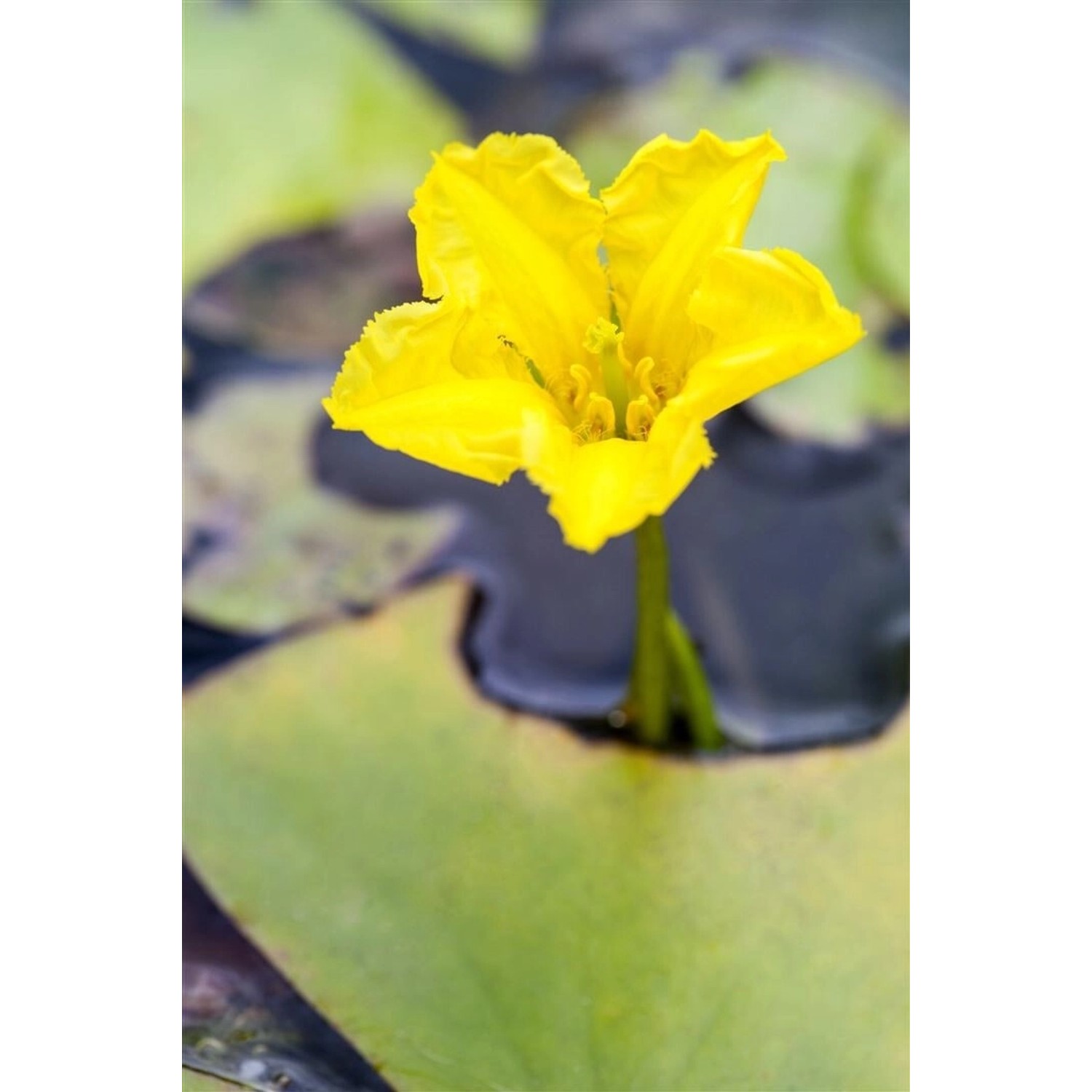 Nymphoides Peltata Seekanne Ca. 9x9 cm Topf günstig online kaufen
