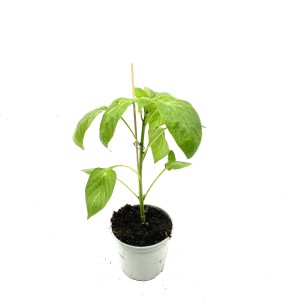 Veredelte Gemüsepflanze im Topf (ca. 12 cm Ø) mit Stützstab und grünen Blättern.