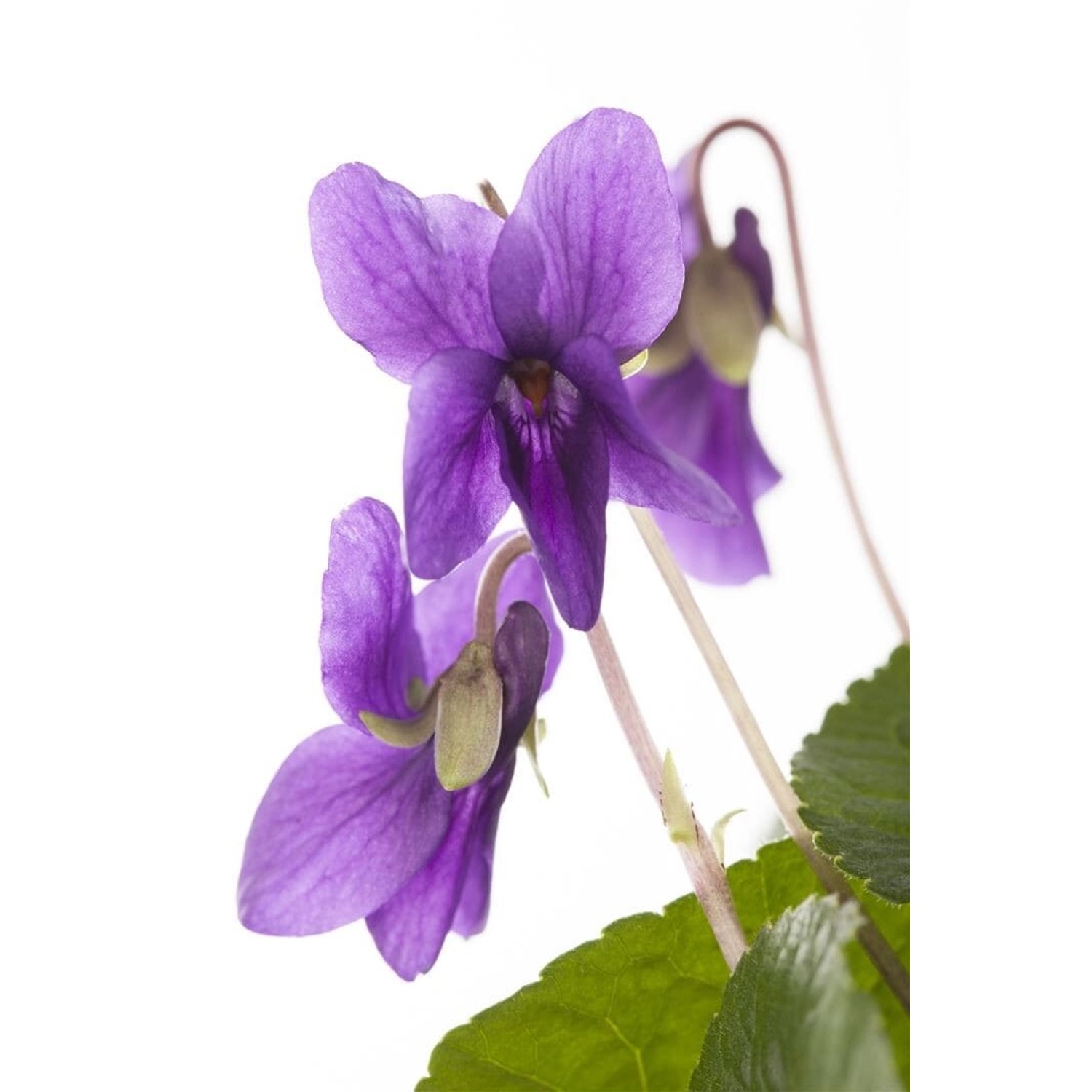 Viola Odorata Königin Charlotte Duftveilchen Ca. 9x9 cm Topf günstig online kaufen