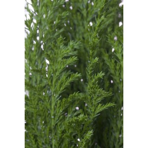 Detailaufnahme der Chamaecyparis Lawsoniana 'Ellwoods Empire', einer immergrünen Scheinzypresse.