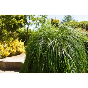 Buschiges Lampenputzergras (Pennisetum) im Garten, ca. 1m hoch. Ziergras für Beet und Kübel.