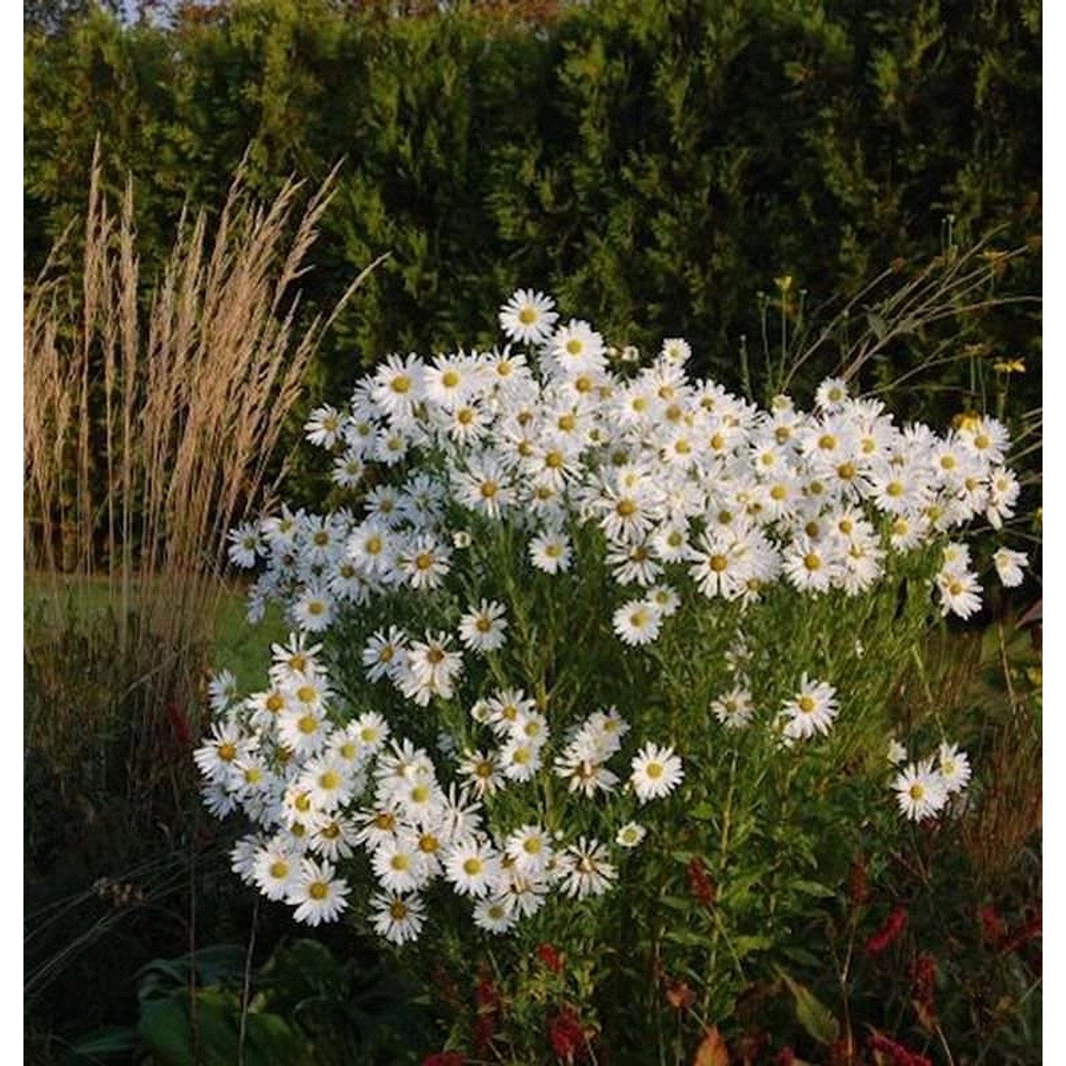 Oktober Margerite Herbststern - Leucanthemella serotina günstig online kaufen