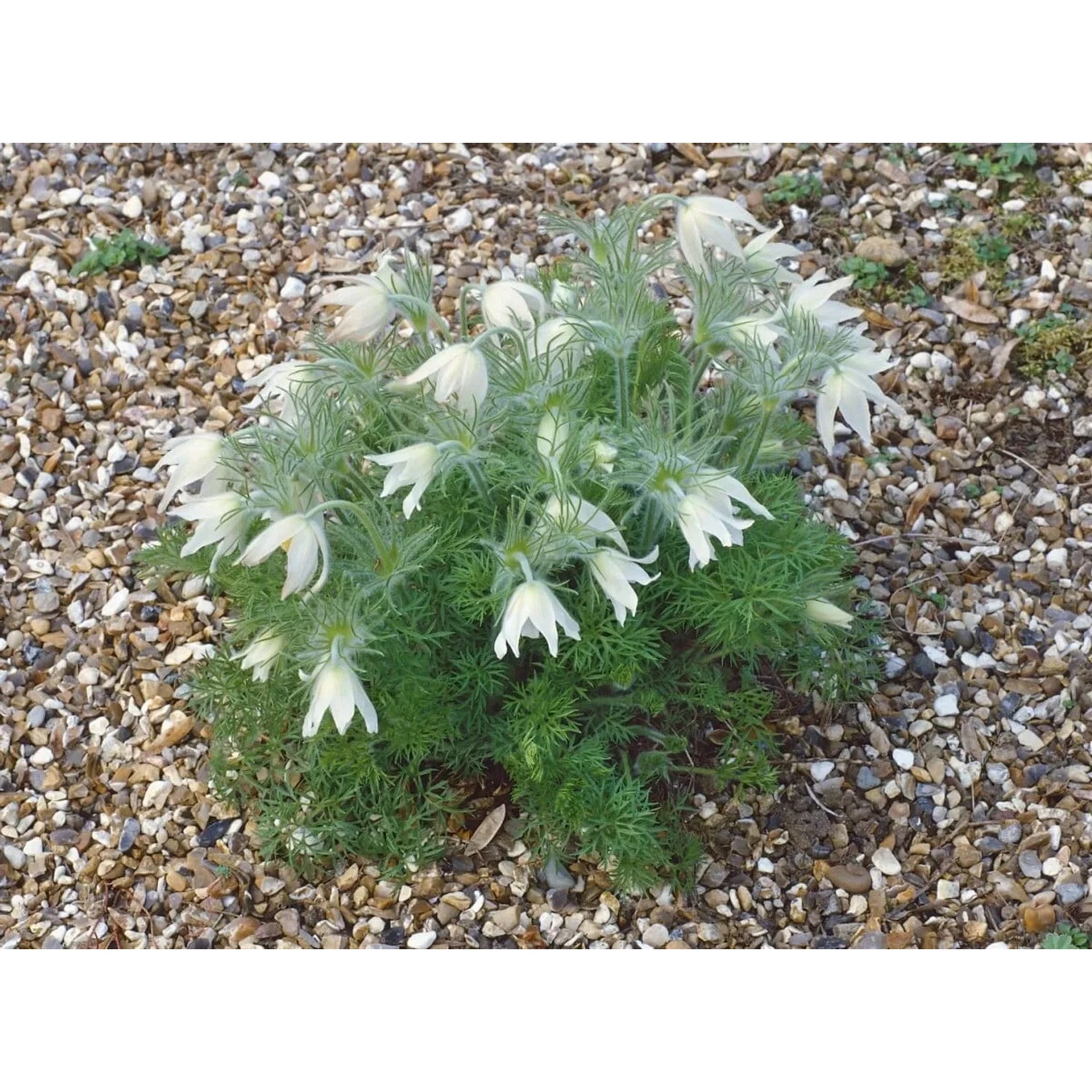 Weiße Küchenschelle 'Pinwheel' (Pulsatilla vulgaris) im 9x9 cm Topf, eine blühende Staude für den Steingarten.