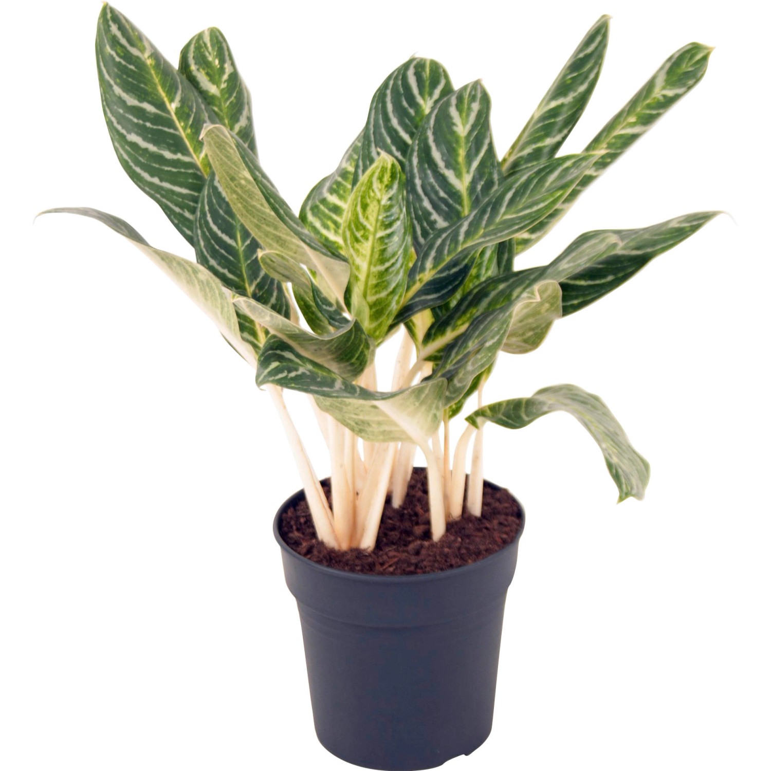 Kolbenfaden "Key Lime" Höhe ca. 70 cm TopfØ ca. 24 cm Aglaonema kaufen