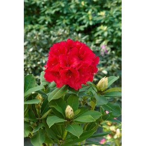 Leuchtend roter Rhododendron Red Jack (60–70 cm) mit grünen Blättern und Blütenknospen.