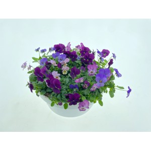 Hornveilchen im Topf (Ø 27cm) mit violetten, blauen und weißen Blüten.