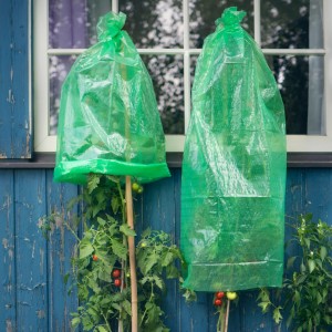 Zwei grüne Windhager Tomaten-Folienhauben schützen Tomatenpflanzen im Garten vor einem blauen Haus.