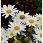 Wiesen Margerite Madonna  - großer Topf - Leucanthemum maximum_2
