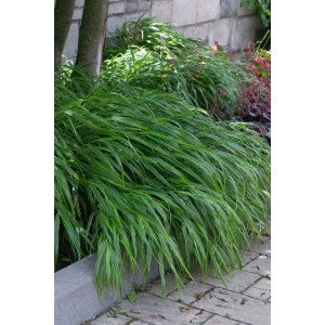 Japanisches Berggras 'Albostriata' im Topf, grüne Blätter mit weißen Streifen.