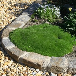 Grünes Sternmoos (Sagina subulata) als Bodendecker im Steingarten.