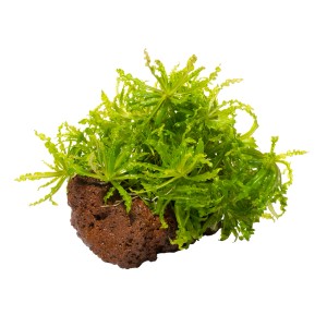 Stoffels Aquariumpflanze Pogostemon helferi 'Wasserstern' auf Lavastein, grüne Vordergrundpflanze.