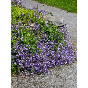 Blühende Polster-Glockenblume 'Templiner Teppich' mit violetten Blüten als Bodendecker.