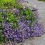 Blühende Polster-Glockenblume 'Templiner Teppich' mit violetten Blüten als Bodendecker.