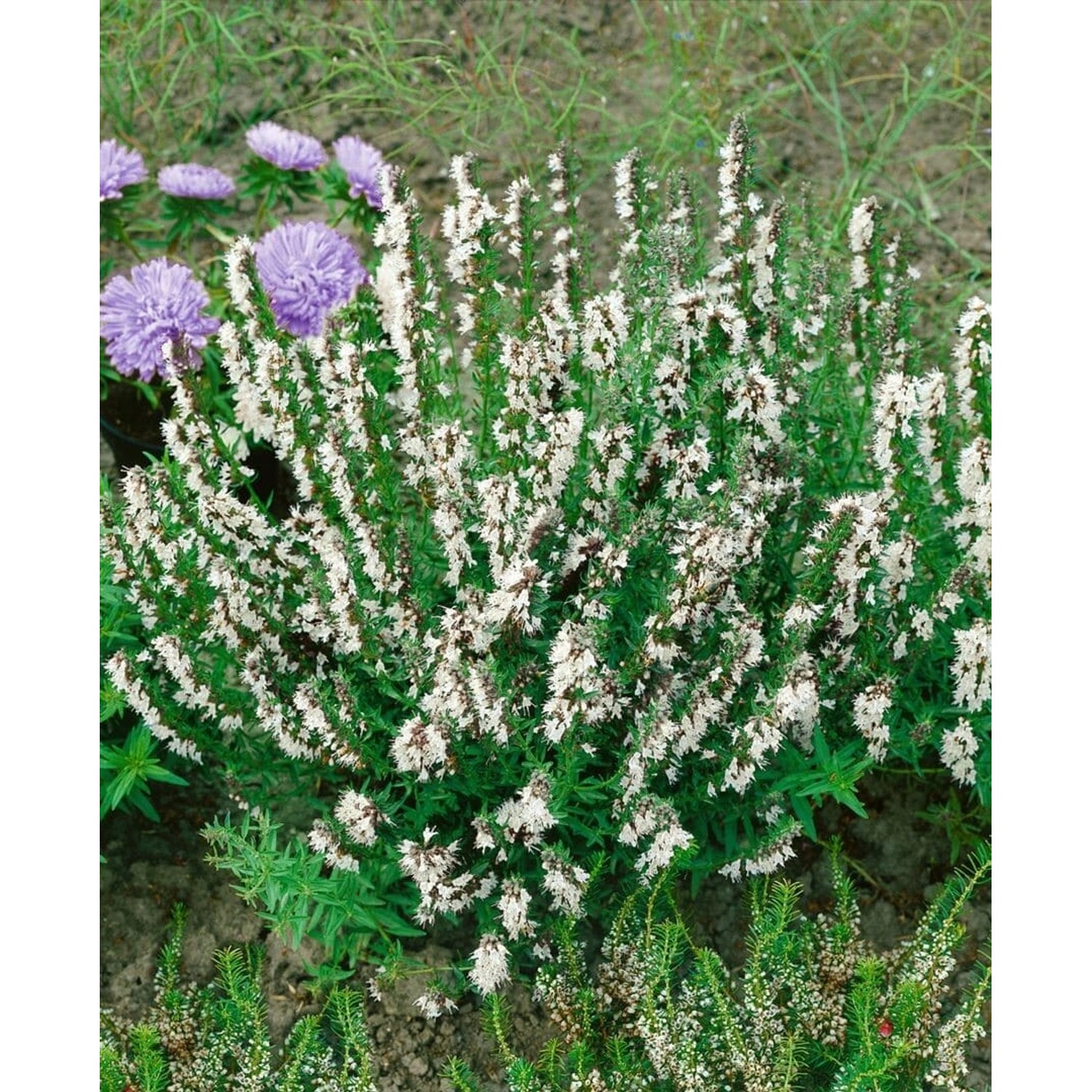 Hyssopus Officinalis Alba Echter Ysop Ca. 9x9 cm Topf günstig online kaufen