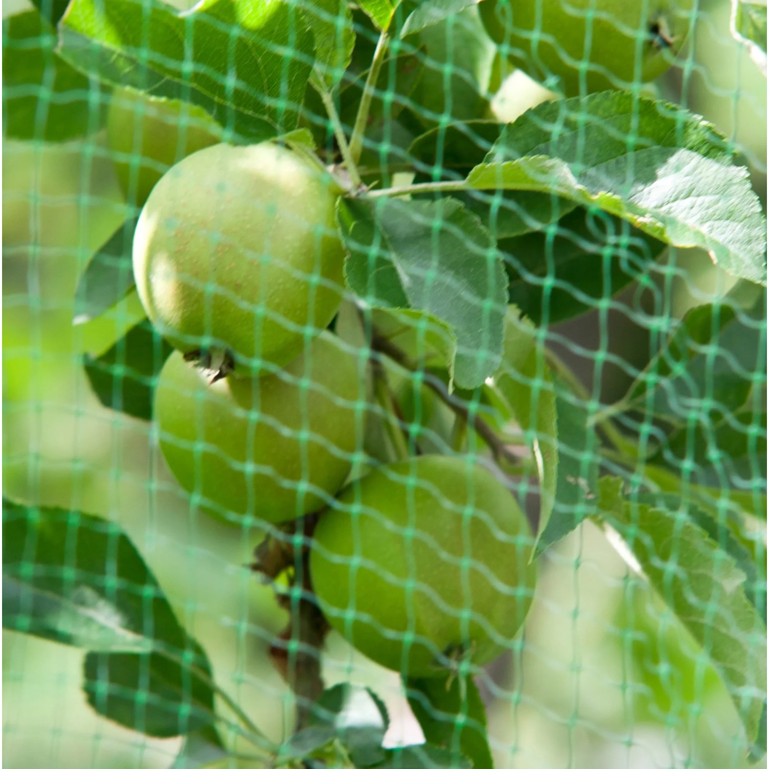 Grünes Windhager Vogelschutznetz Ortonet schützt Äpfel am Baum vor Vogelfraß.