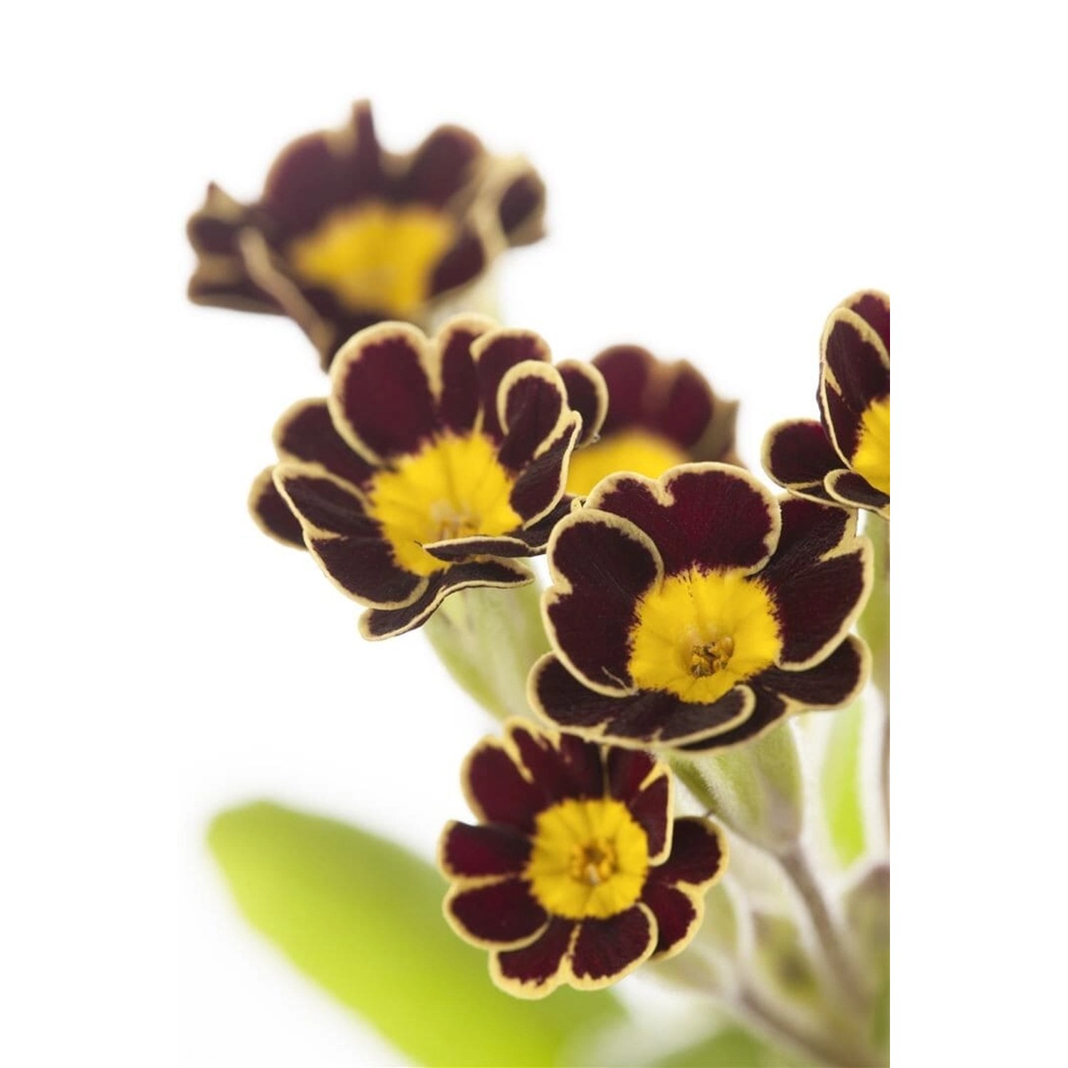 Primula Elatior Schlüsselblume Gold Lace Ca. 9x9 cm Topf günstig online kaufen