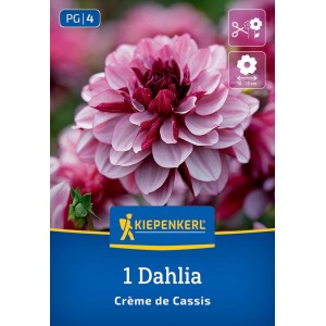 Kiepenkerl Blumenzwiebeln Seerosen-Dahlie Crème de Cassis