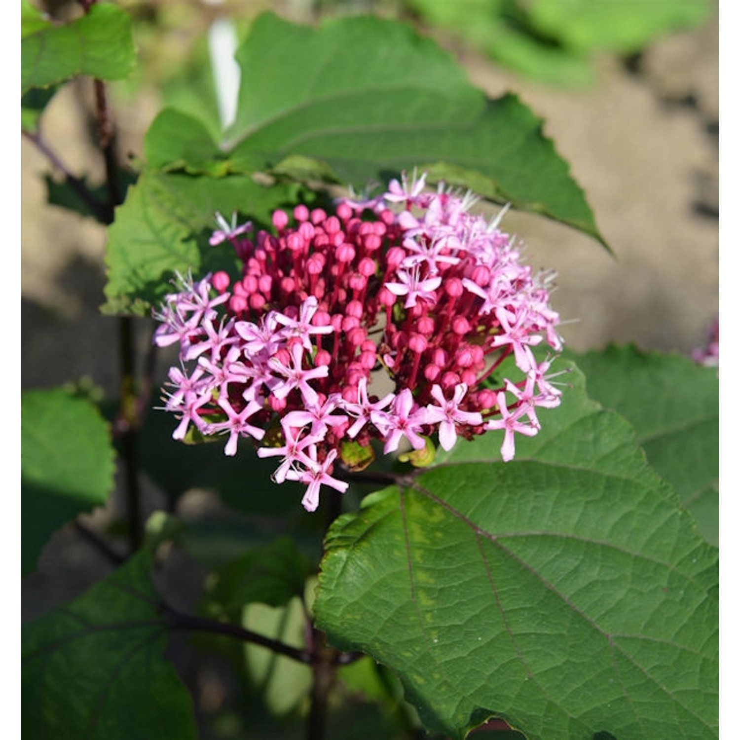 China Losbaum 60-80cm - Clerodendrum bungei günstig online kaufen