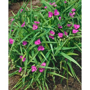 Tradescantia Rubra Dreimasterblume mit purpurroten Blüten und grünen Blättern im 9x9 cm Topf.