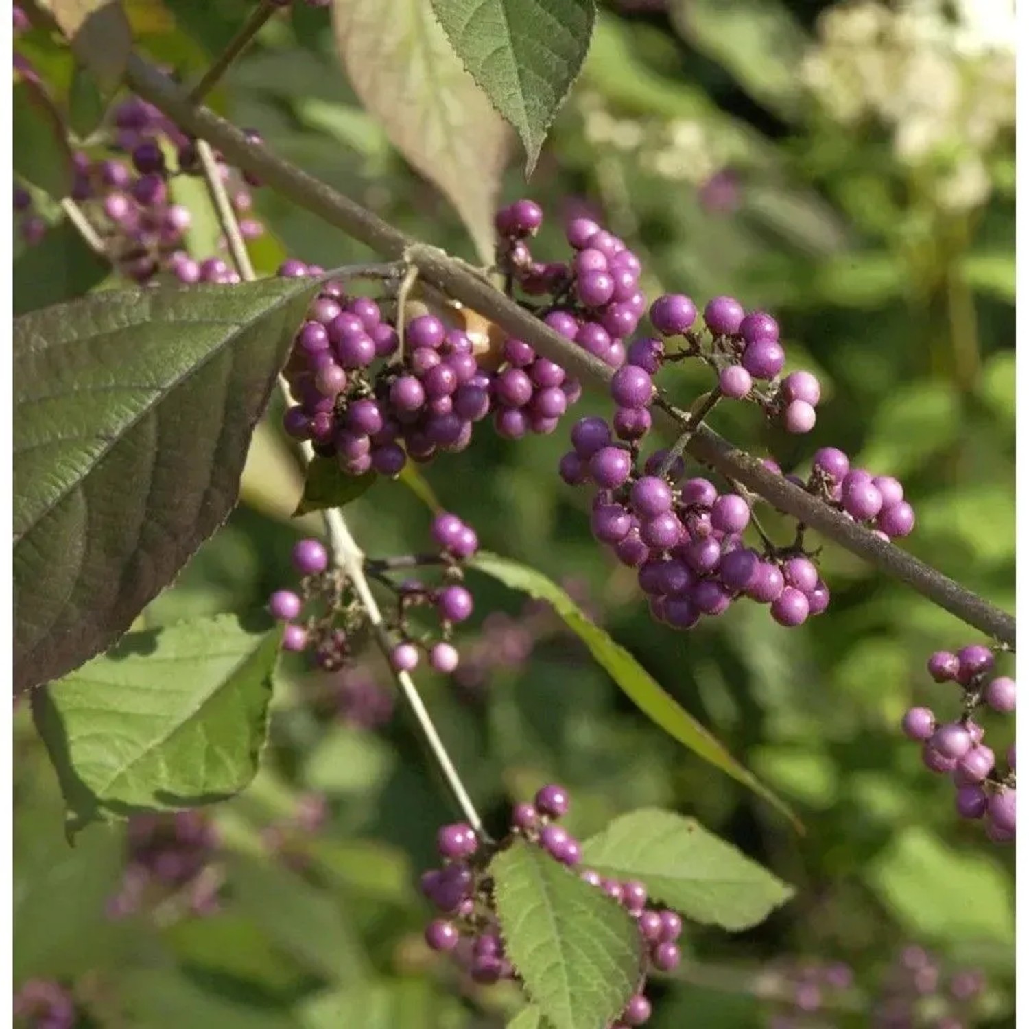 Schönfrucht Pearl Glam 30-40cm - Callicarpa