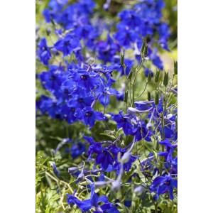Blühender, blauer Rittersporn Delphinium 'Völkerfrieden' im Topf, eine elegante Staude für sonnige Standorte.
