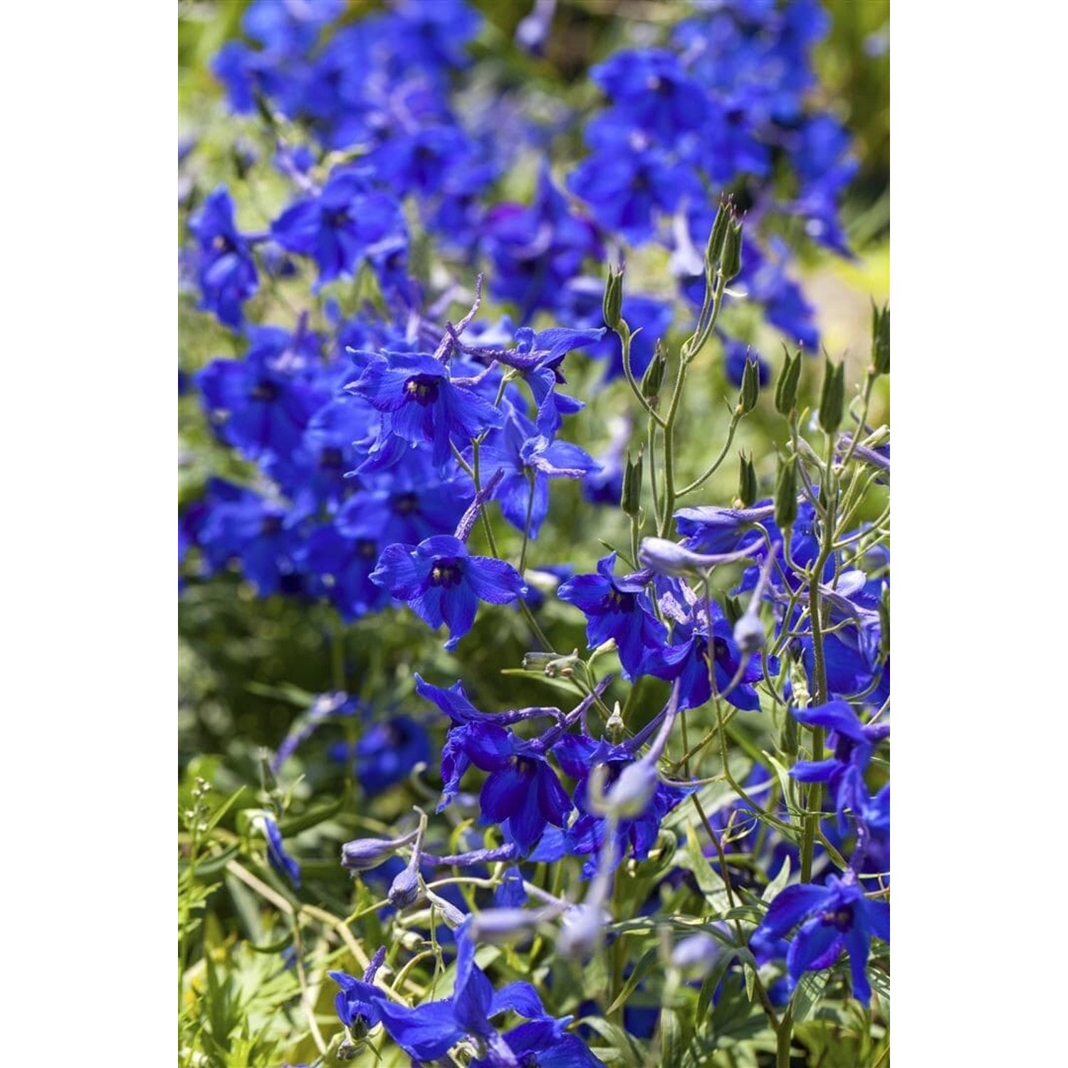 Delphinium X Belladonna Völkerfrieden Rittersporn Ca. 11x11 cm Topf günstig online kaufen