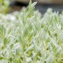Detailaufnahme des filzigen Hornkrauts 'Silberteppich' im Topf, eine silberfarbene Staude für Steingärten.