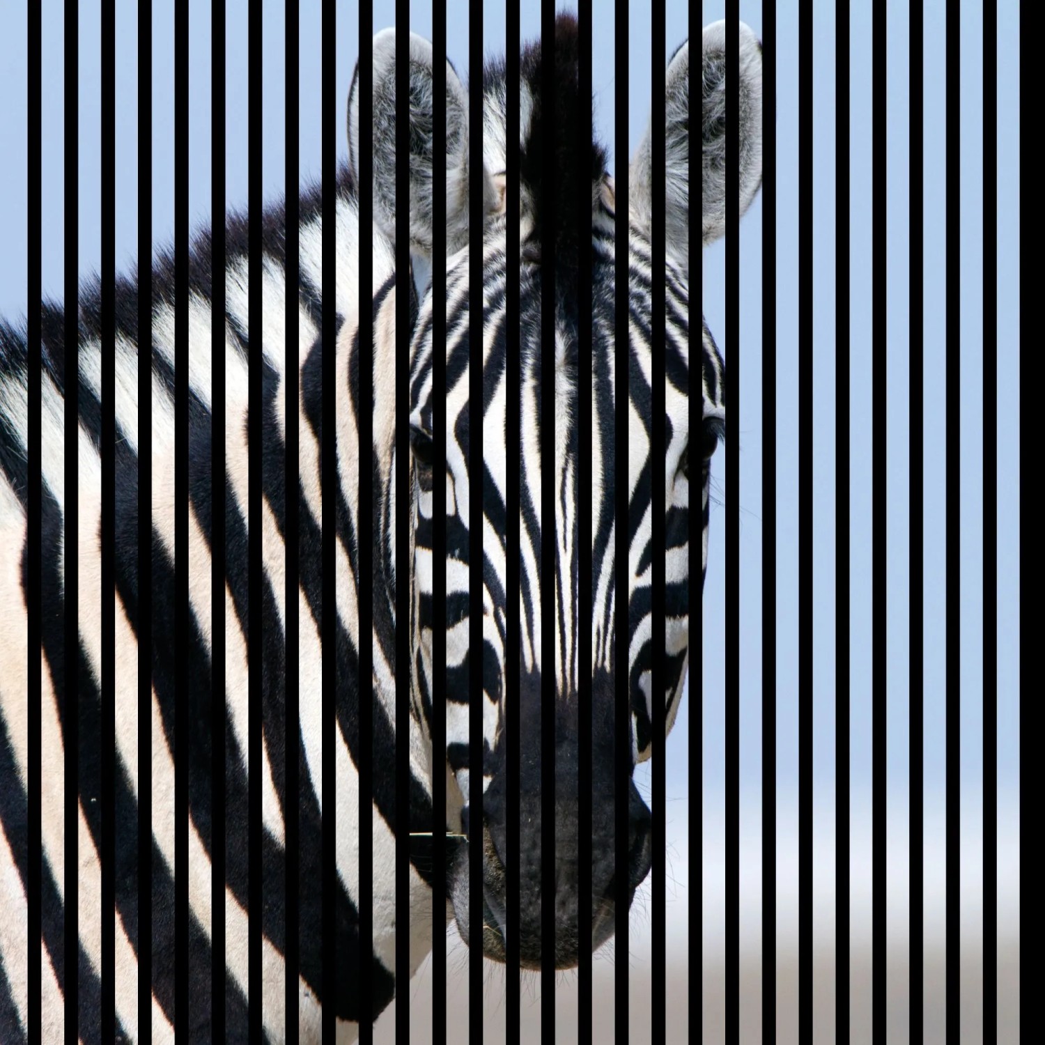 FN Acustico Akustikplatte Zebra 1 PET u. MDF Foliert 1.133 x 19 x 1.195 mm