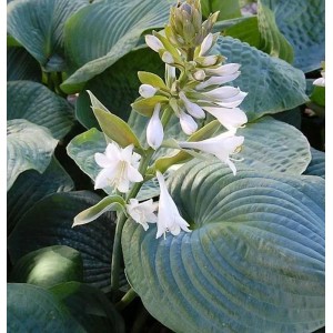 Grünblattfunkie 'Bressingham Blue' (Hosta sieboldiana) mit weißen Blüten und bläulichen Blättern.