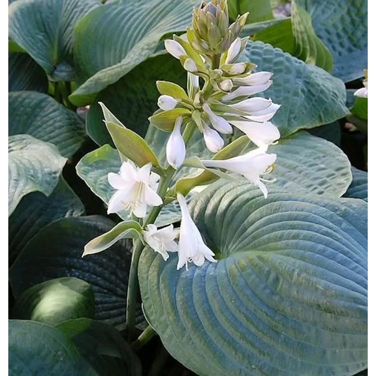 Grünblattfunkie Bressingham Blue - Hosta sieboldiana