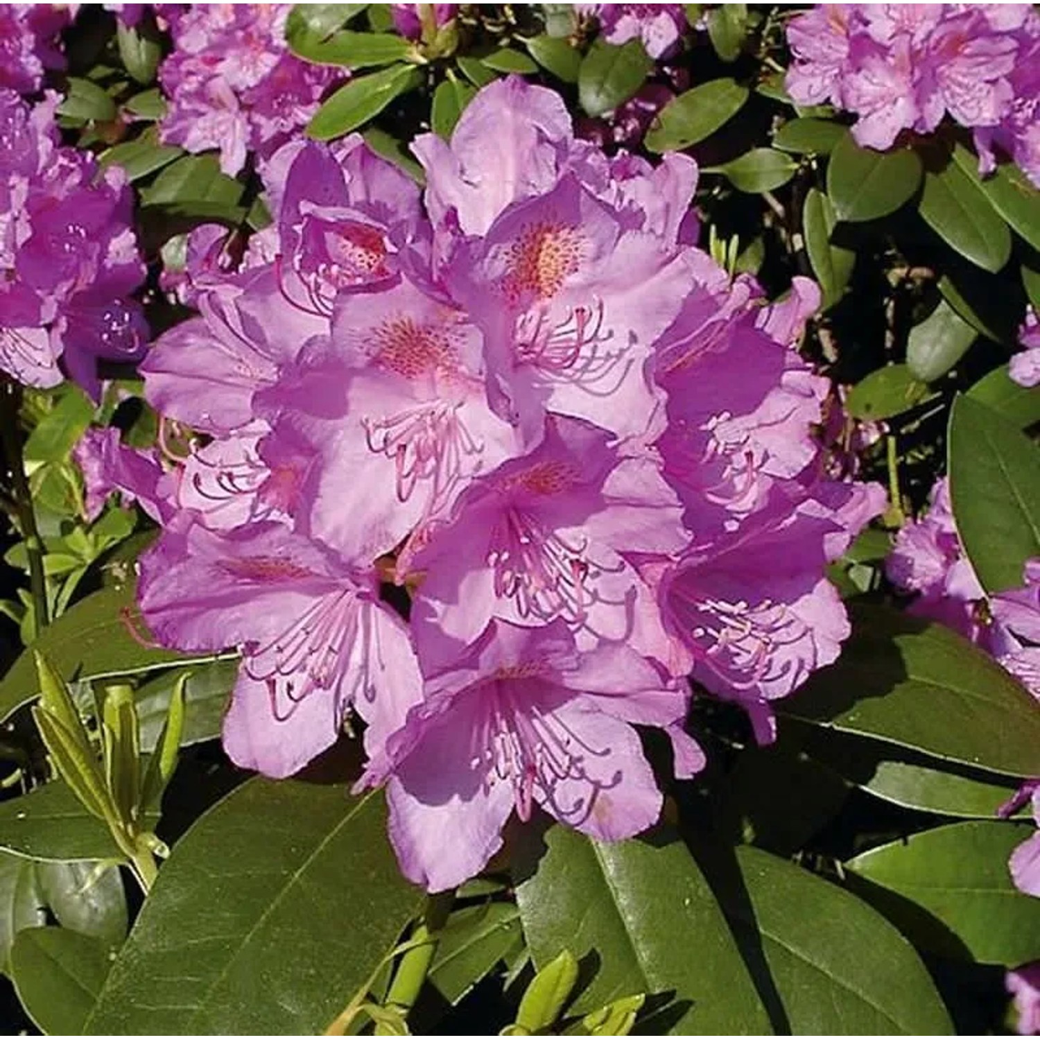 Großblumige Rhododendron Catawbiense Grandiflorum 25-30cm - Alpenrose