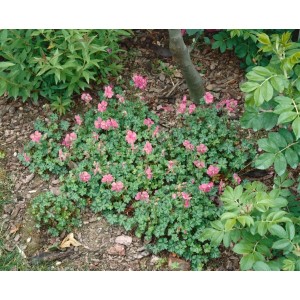 Dalmatiner Storchschnabel 'Bressingham Pink' mit rosa Blüten und grünen Blättern im Garten.